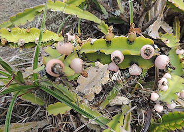 triangularis berries